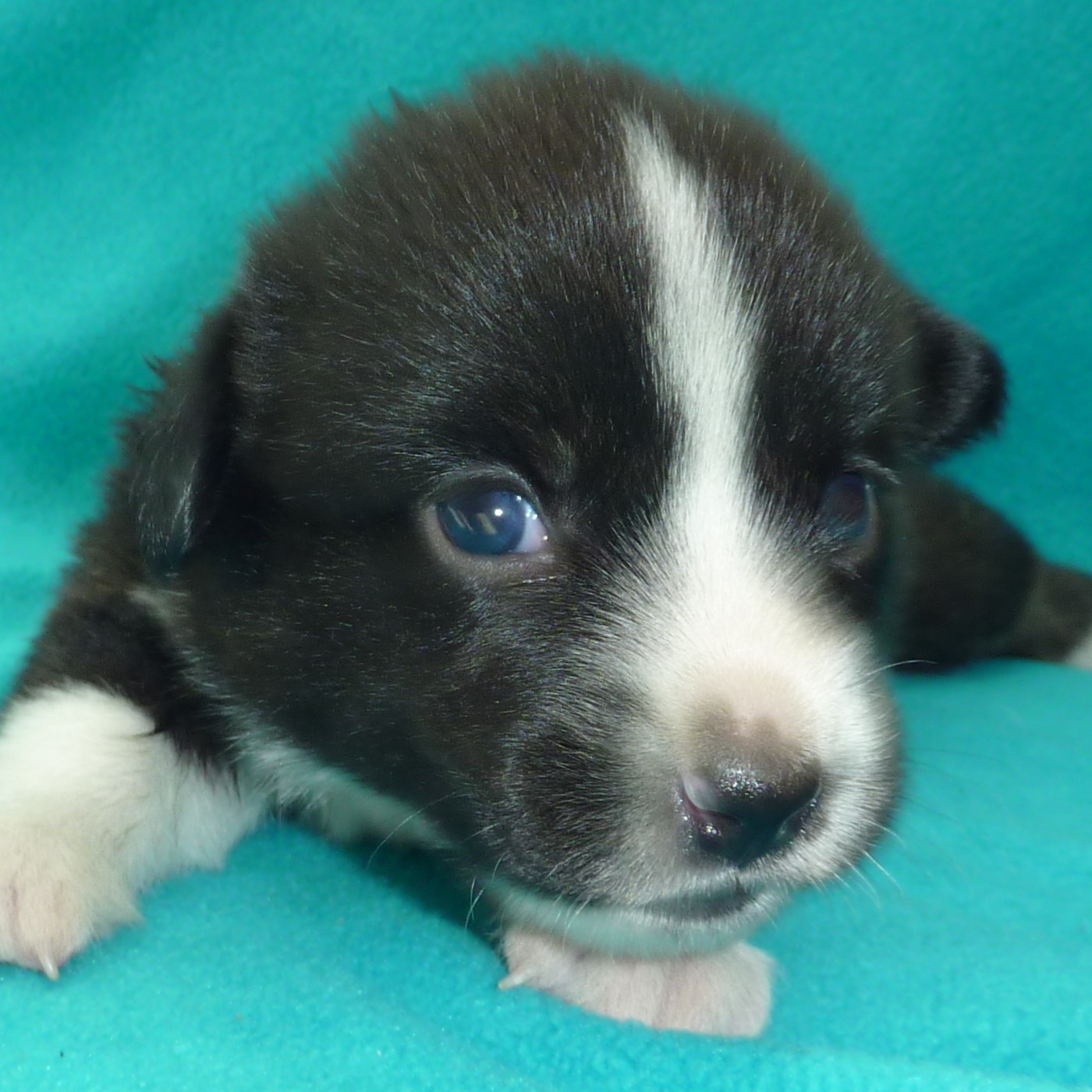 Cardigan Puppies