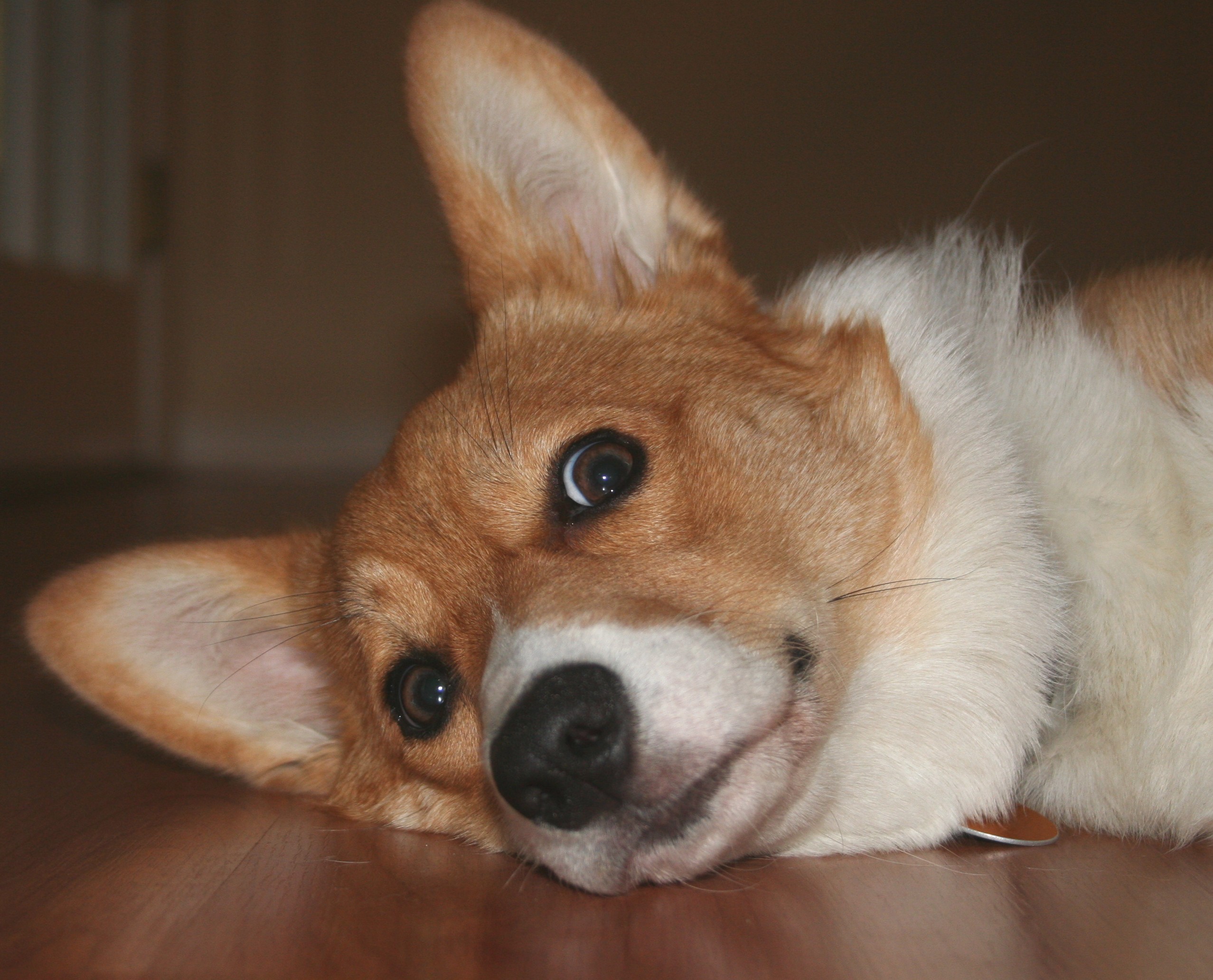 More Corgi pictures