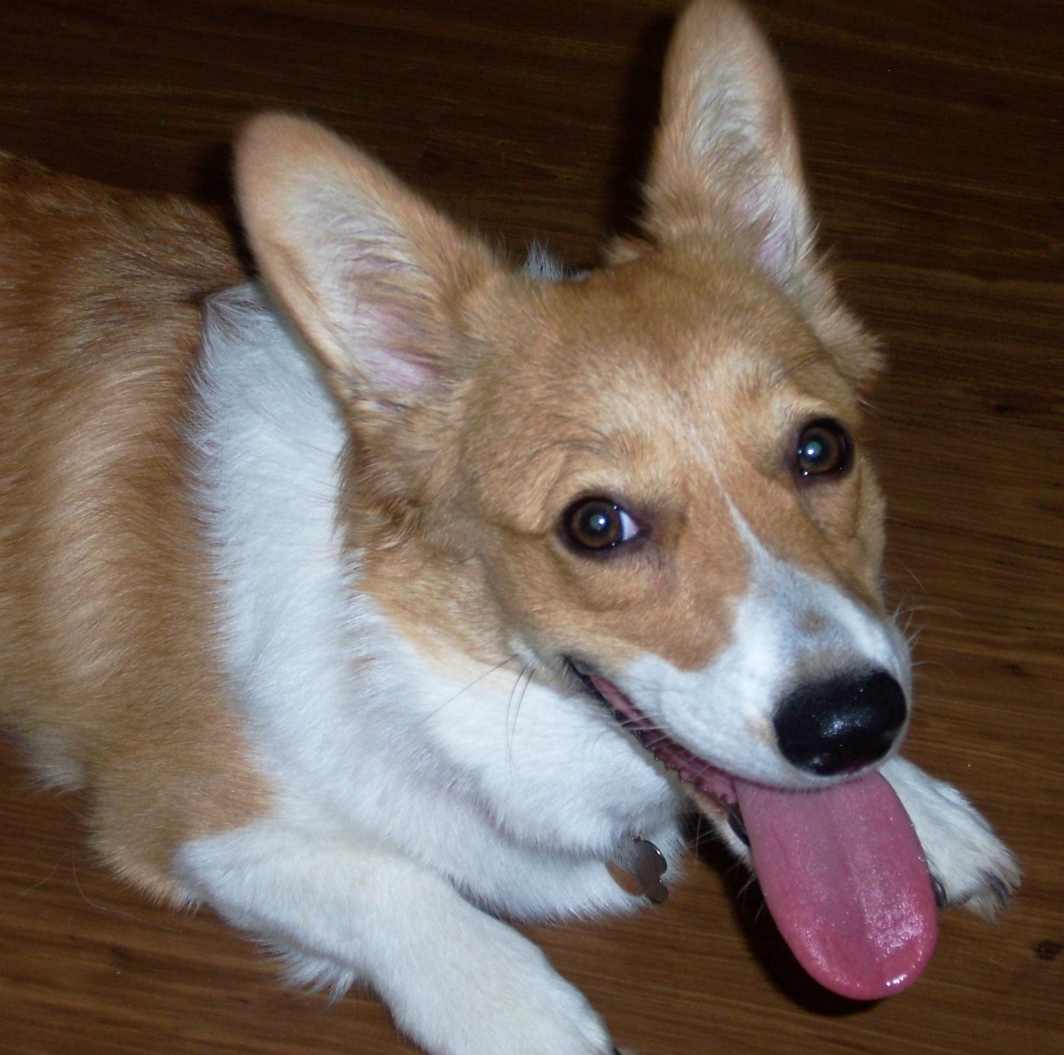 More Corgi pictures