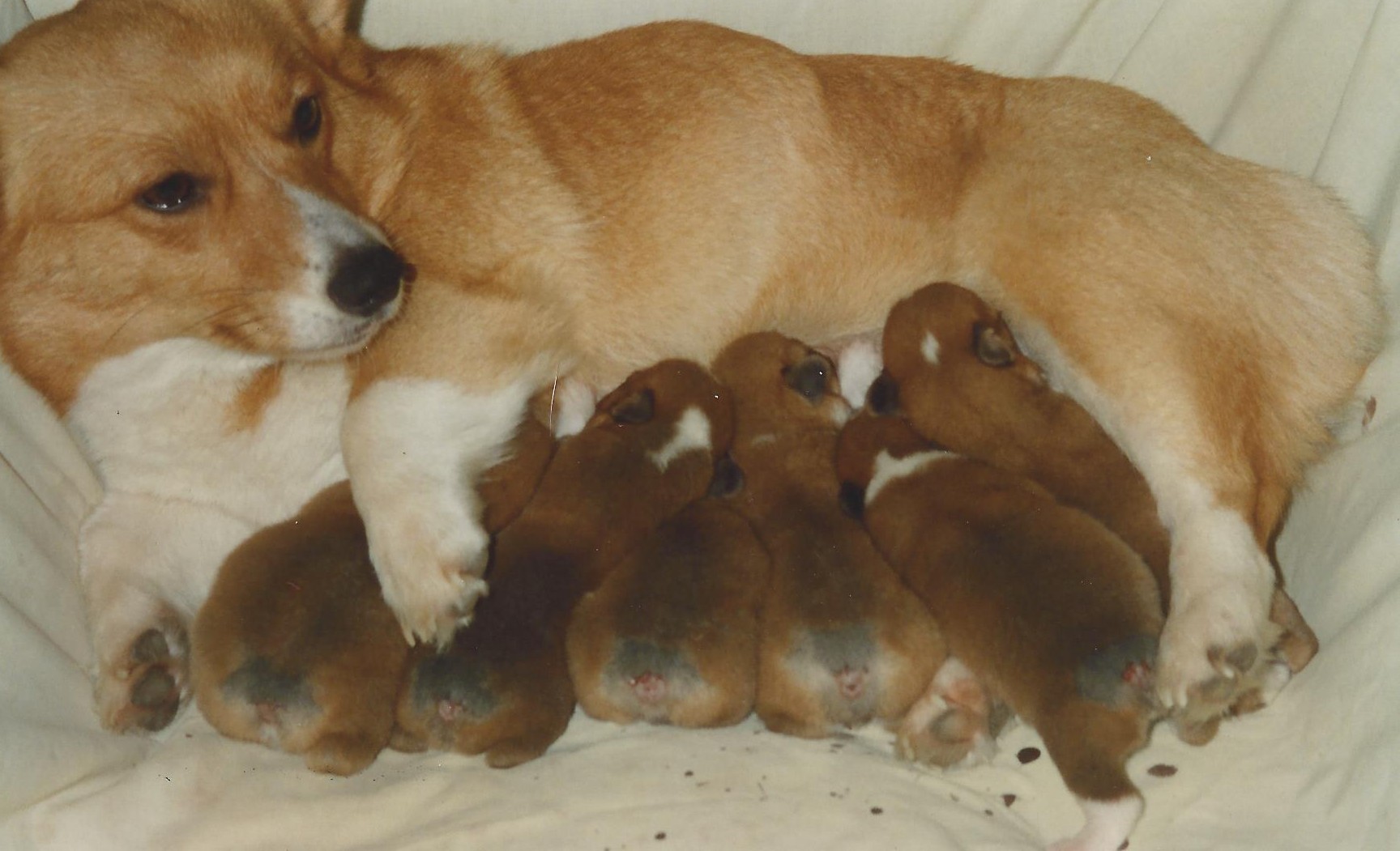 Corgi puppies sale dfw